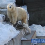 Большереченские косолапые очнулись от сна