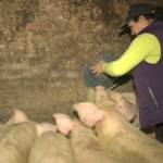 Региональная власть обещает помочь с обустройством убойных площадок